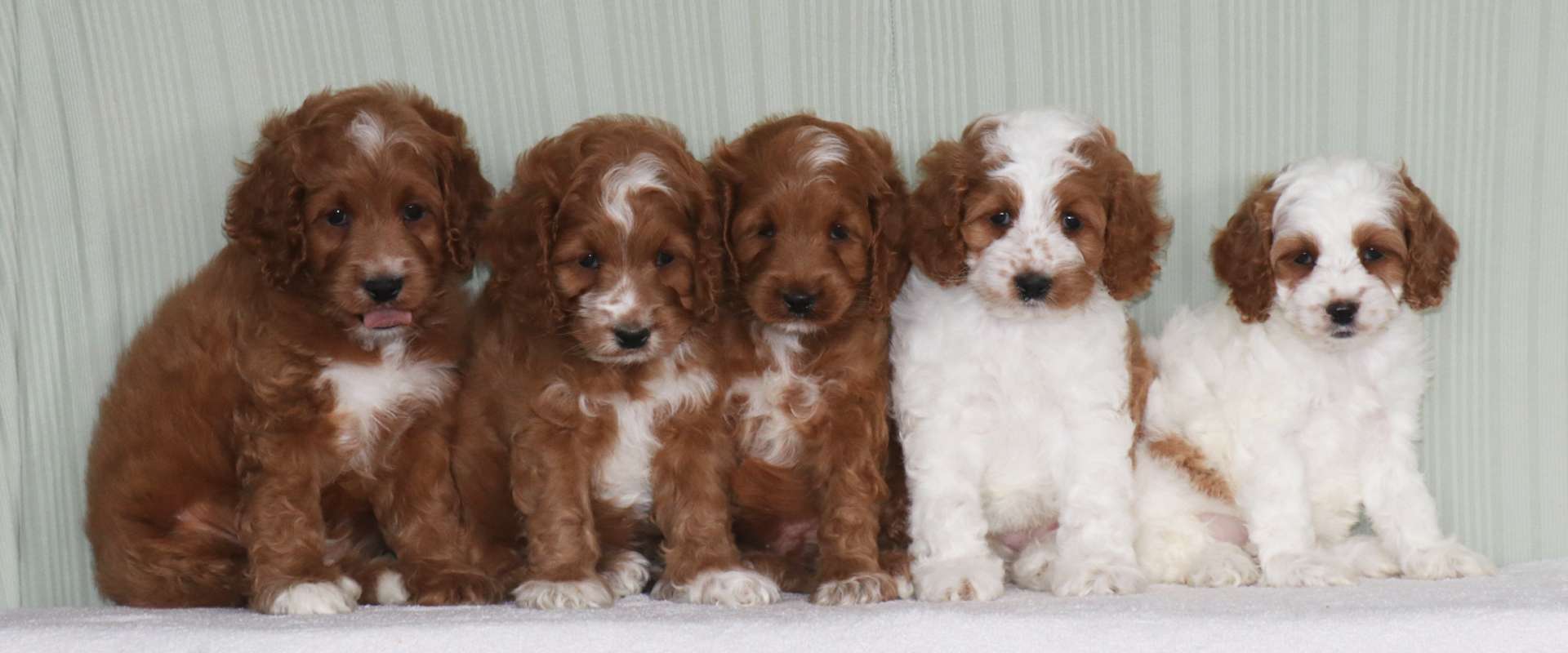 pipers litter.jpg